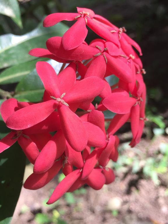 Magellan Boutique Hotel Cahuita Kültér fotó